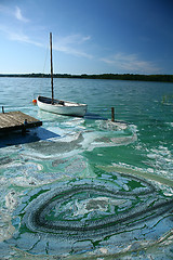 Image showing Blue-green algae