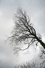 Image showing branches