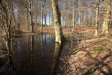 Image showing lake forest