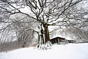 Image showing nature landscape