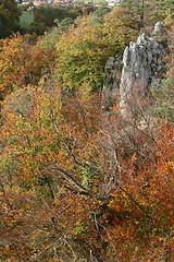 Image showing trees and forest