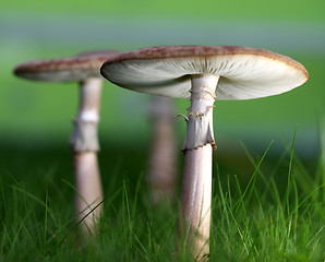 Image showing mushroom