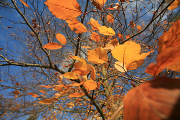 Image showing Autumn forest 