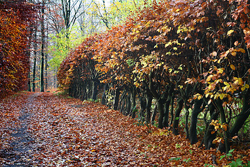 Image showing colorul forest