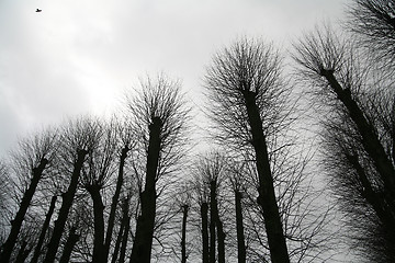 Image showing branches