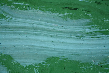 Image showing Blue-green algae
