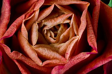 Image showing Rose