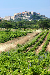 Image showing calvi