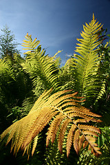 Image showing autumn leaves