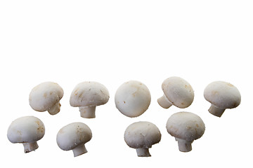 Image showing Many white mushroom