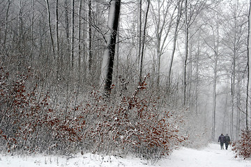 Image showing nature landscape