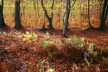 Image showing colorul forest