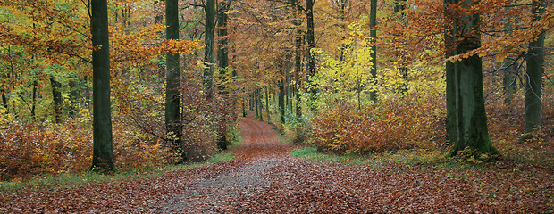 Image showing Forest in denmark