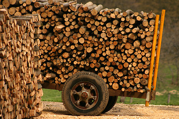 Image showing tree trunk