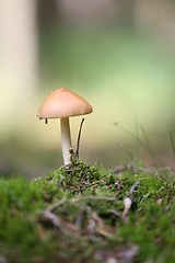 Image showing MUSHROOM