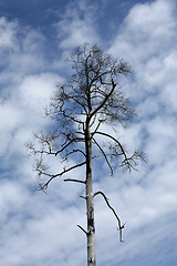 Image showing branches in the sky