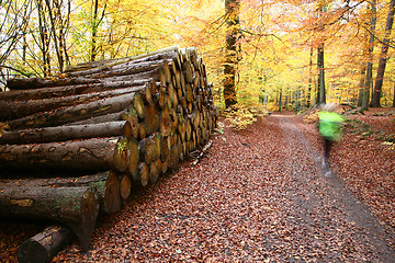 Image showing Autumn forest