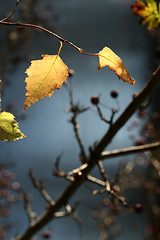 Image showing autumn tree