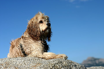 Image showing abandonned dog