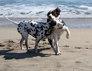 Image showing 2 dogs playing