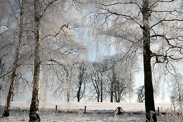 Image showing winter in denmark