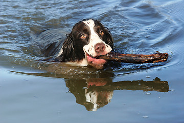 Image showing Dog in the lake