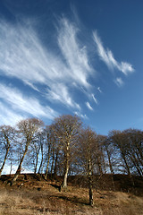 Image showing trees and forest