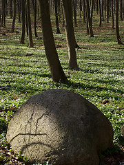 Image showing nature landscape