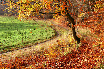 Image showing colorul forest