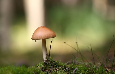 Image showing MUSHROOM