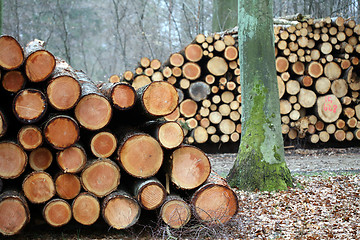 Image showing tree trunk