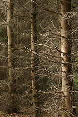 Image showing trees and forest