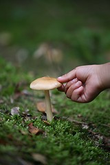 Image showing MUSHROOM