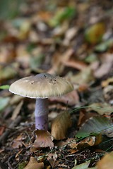 Image showing MUSHROOM