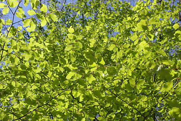 Image showing Green leaves