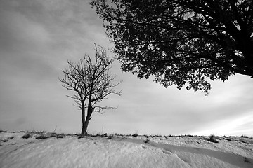 Image showing lonely tree