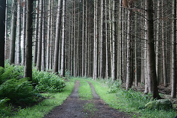 Image showing green spring landscape in denmark