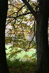 Image showing trees and forest