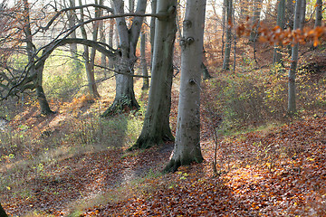 Image showing danish landscape01