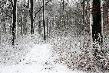 Image showing nature landscape