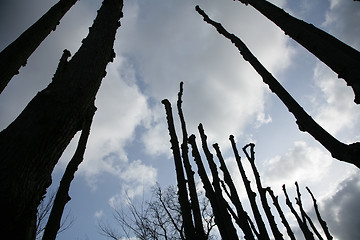 Image showing Silhouette of tree at sunset