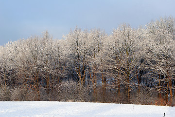 Image showing winter