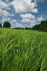 Image showing Spring grass
