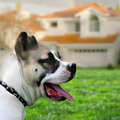 Image showing Dog guarding the house