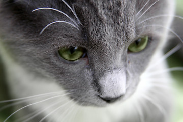 Image showing Sad cat with green eyes