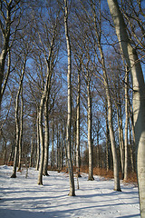 Image showing winter in denmark