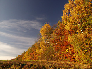 Image showing forest