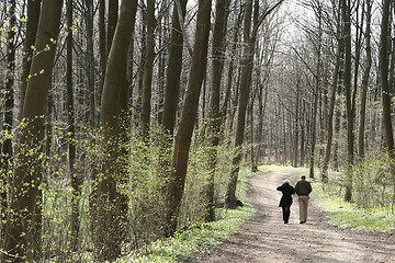 Image showing in the forest