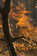 Image showing danish landscape