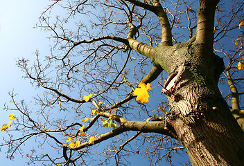 Image showing lonely tree